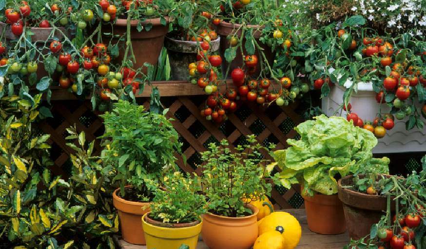 Comment Choisir la Meilleure Jardinière ? - Jardin D'Eyden - jardindeyden.fr